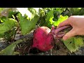 我が家の家庭菜園ツアー 20211123 もものすけ収穫 玉ねぎ植えつけ いちごビニールトンネル栽培