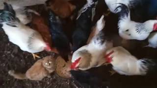 Дружба кошки и домашней птицы))) Дружба кошки и домашней птицы)))