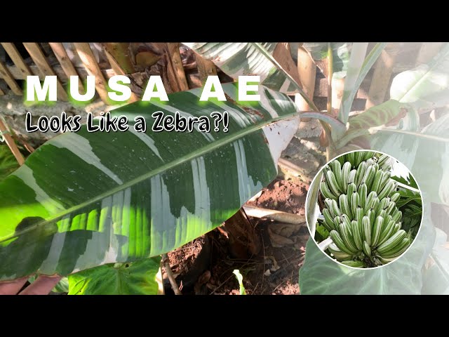 Musa aeae | Unique Fruit of the Variegated Banana | All About Care, and  Growing Tips - YouTube
