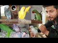 Indor aviary mix parrote colony exotic birds breeding stutes 