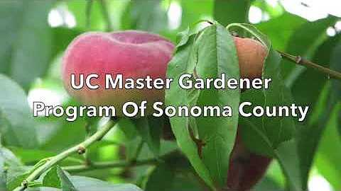 Peach Tree Summer Pruning