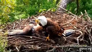 Eagle&#39;s nestling persistently asks for the brought fish/Папины гены также распластался, как он зимой