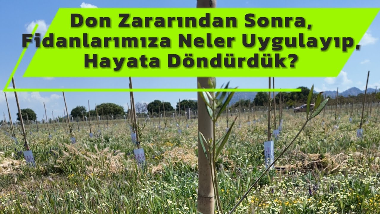 Don Zararından Sonra, Zeytin Fidanlarımıza Neler Uygulayıp, Hayata Döndürdük? #zeytin #lecciana #don