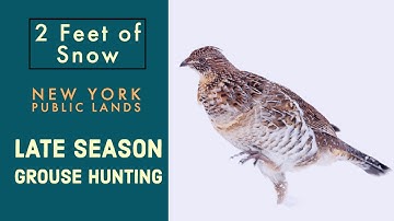 New York Late Season Grouse Hunt   4K