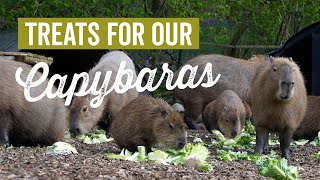 Cauliflowers for Capybaras! 🥬
