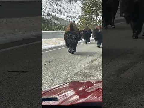 Bison almost hit my car! #bison #yellowstone #yellowstonenationalpark #montana