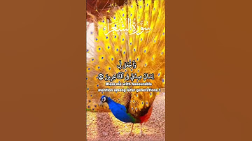 Surah Ash Shu'ara | سورة الشعراء | اسلام صبحي #قران_كريم #سورة_الشعراء #quran #islamsobhi #tilawat