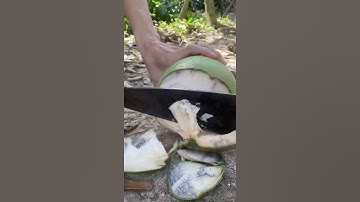 Chặt trái dừa Xiêm xanh nhanh quá thắng không kịp.