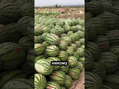 Арбузный апокалипсис! Что здесь происходит? 🍉🤯🚜