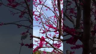 Spring in America | Charlotte spring bloom #ytshorts #indianinusa