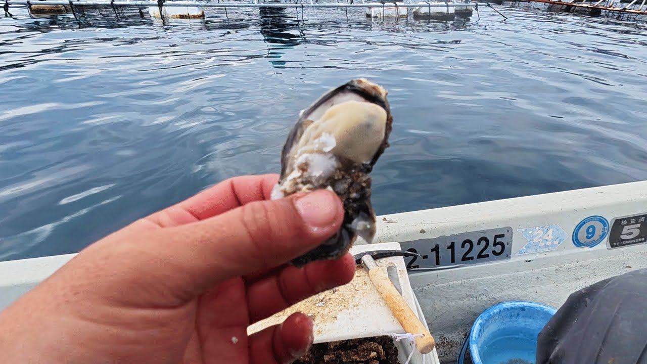 巨大な黒鯛がウジャウジャ湧いてる海域にブリンブリンの牡蠣を落とすと…【かぶせ釣りDAY1】
