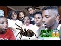 WE GOT A NEW PET TARANTULA & MYKEL GOT A SECRET CRUSH!!