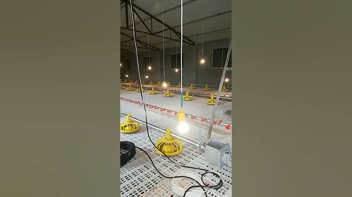 Automatic chicken house broiler feeding line for poultry farming chicken feeding equipment