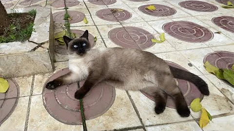 Video 11873831: siamese cat food, siamese cat love, siamese cat playing