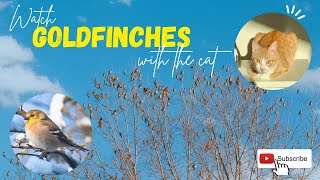 10 Facts about American GOLDFINCHES 🐦 4 Minutes Bird Watch by Mr Frodo 983 views 1 year ago 4 minutes, 12 seconds