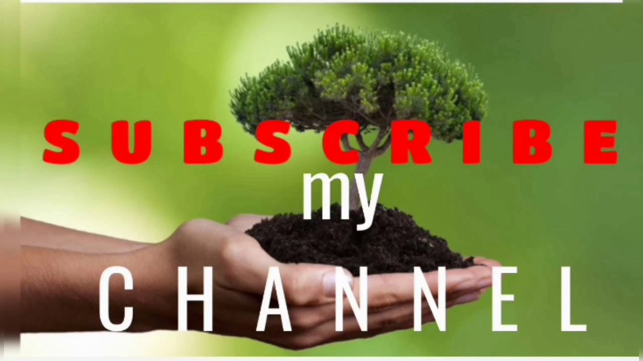 Bonzai tree - YouTube