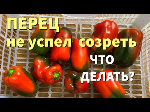 ДОЗАРИВАНИЕ ПЕРЦА дома. Почему перец портится, а не краснеет