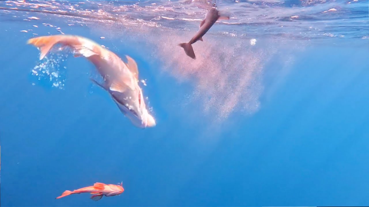 SENSASI MANCING DASARAN DI KEDALAMAN! SEKALI TURUN ISI TIGA EKOR!