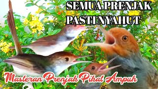 Prenjak Merah Jantan Betina vs Prenjak Lumut Gacor Ampuh Buat Pikat Prenjak Liar