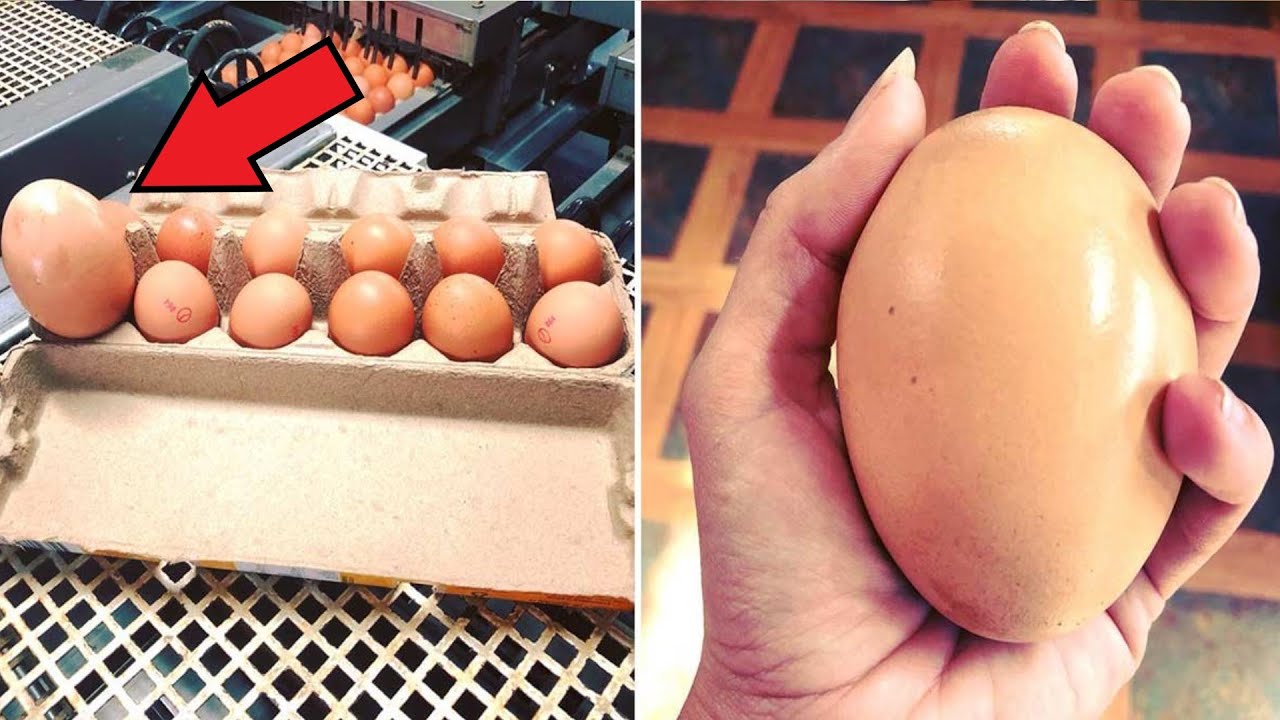 Самое сильное яйцо. Большие куриные яйца. Огромные куриные яйца. Гигантские куриные яйца. Самые крупные куриные яйца.