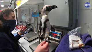 Virtual Visit Lamberts Melatonin Implant