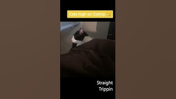 Cat Nip Lovin Cats #shorts #funny #cats #tiktok #catvideo #catnip