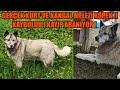 GERÇEK KURT VE KANGAL MELEZİ KÖPEĞİMİZ KAYBOLDU !! GÖREN DUYAN HABER VERSİN @duongdiy