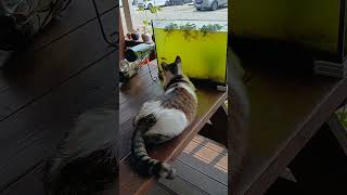 천재묘   짜장. #고양이 #낚시대 #cat#13. #cute  #강화교동도 #fishing
