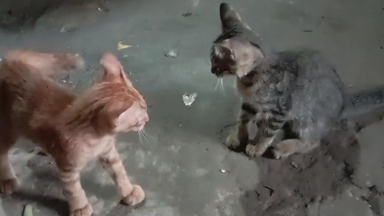 DUA ANAK KUCING INI MEMPUNYAI SKIL PETARUNG YANG HEBAT❗kompilasi video kucing lucu