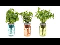 10 Herbs That Just Need Water - Indoor Water Plants