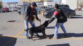 Varon Vom Galmej agitacion para guardia y proteccion