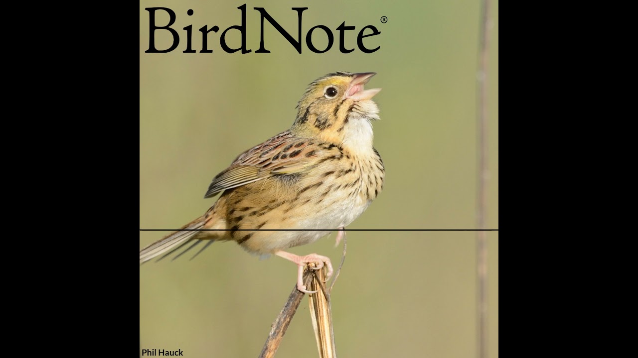 From Simple to Complex Bird Sounds