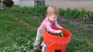 Toddler Falls Backwards While Putting Leaves in a Bucket