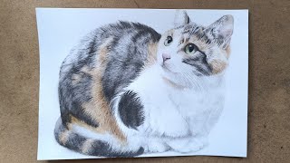 水彩画】見上げる猫を描きました。 - YouTube