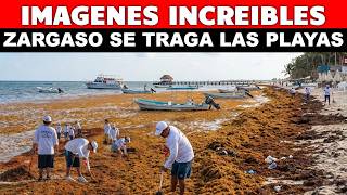 😱¡IMAGENES IMPACTANTES! MIRA COMO UN TSUNAMI DE SARGAZO SE TRAGA LAS PLAYAS DE MEXICO Y EL CARIBE