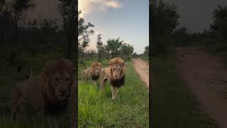 Two Lions on Territorial Patrol