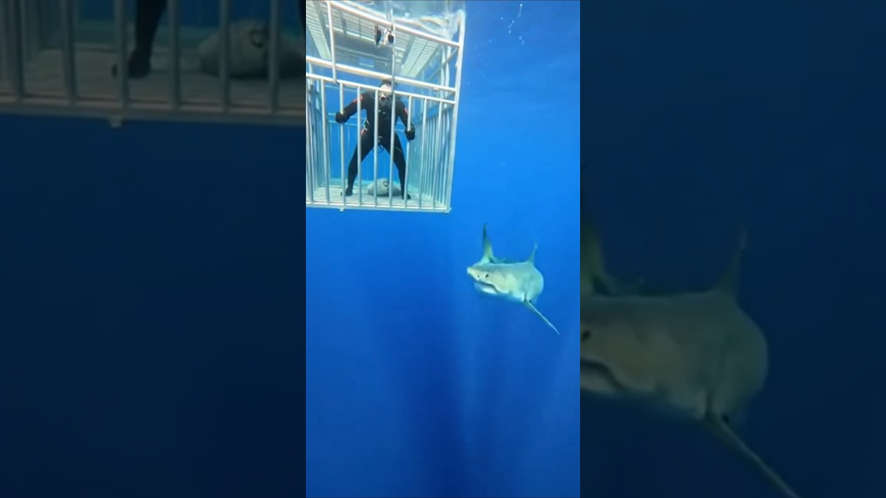 BTS POV: NON-STOP BITES BENT THE BARS! (Pure Panic Breach) 🚨 