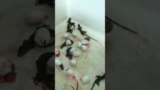 Baby Tegu Hatching Out of the egg 2017