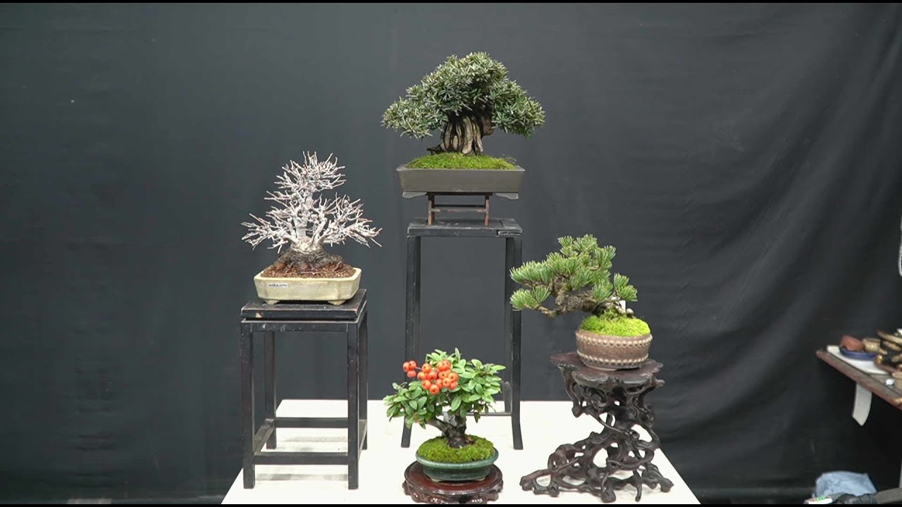 해담분재경매장님의 라이브 방송