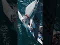 SB20 Middle East Championship - Reel (Day 2)