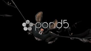 Bat Swarm - Front Flying Transition 3 - Alpha Channel. Stock Footage