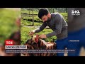 Новини світу: турецький перукар Юнус Гунер під час локдауну підстриг свого півня