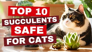 Exclusive 😻 10 Succulents That Are SAFE for CATS! Purr-fect Plants for Pet Lovers! ✨ Information