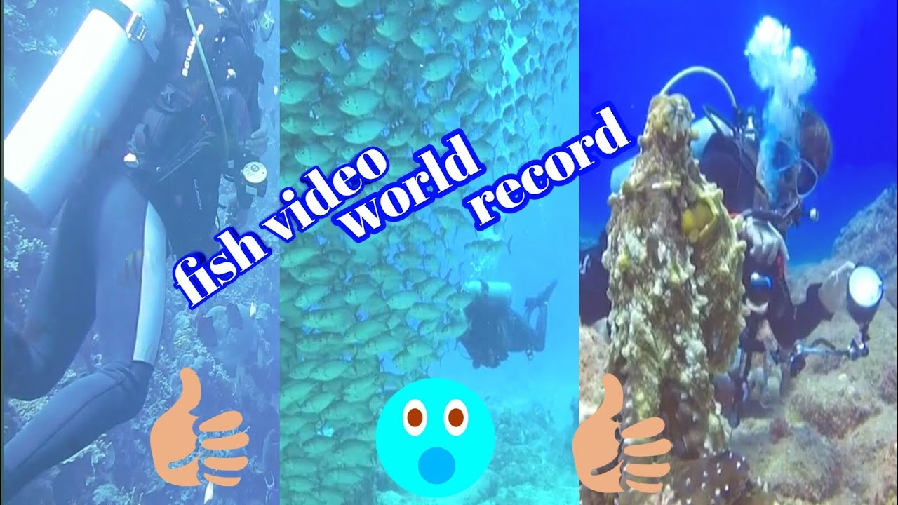 fish video world record, ICSTV24