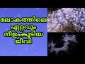 Largest living animal by length in the world Malayalam| SVS ennum eppozhum evideyum