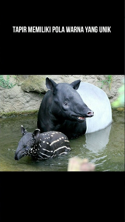6 Fakta Menarik Binatang Tapir #hewan #facts #shorts #short
