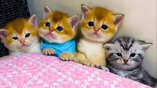 Funny Cats and Dogs Videos 😹🐶 Funniest Animals 😂 Part 2 by  Army Animals 2,643 views 1 month ago 3 minutes, 47 seconds