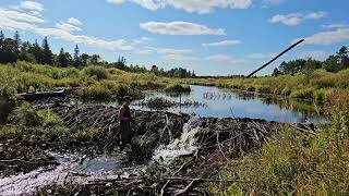 Beaver Dam Removal Musky Bay 2023 #6