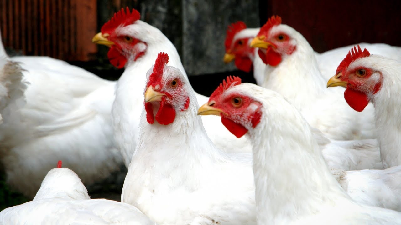 How Much Does It Cost To Raise Meat Chickens? Cost Of Raising 50