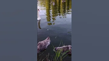🦢 Вот какие птенцы у белых лебедей! Почему он серый? Лебедята подрастают, а не меняются.